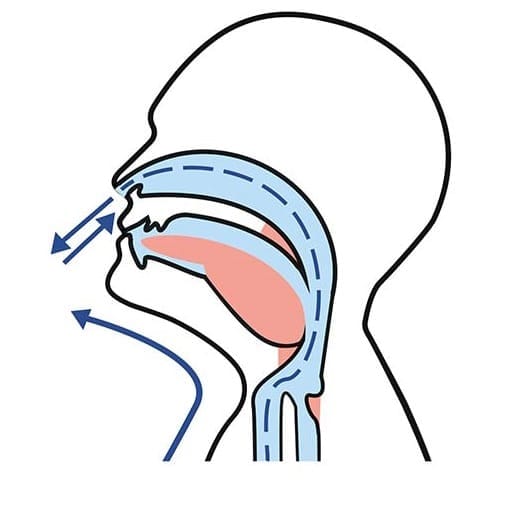 Diagram of the head in profile showing the airway open with the jaw forward and the mouth closed